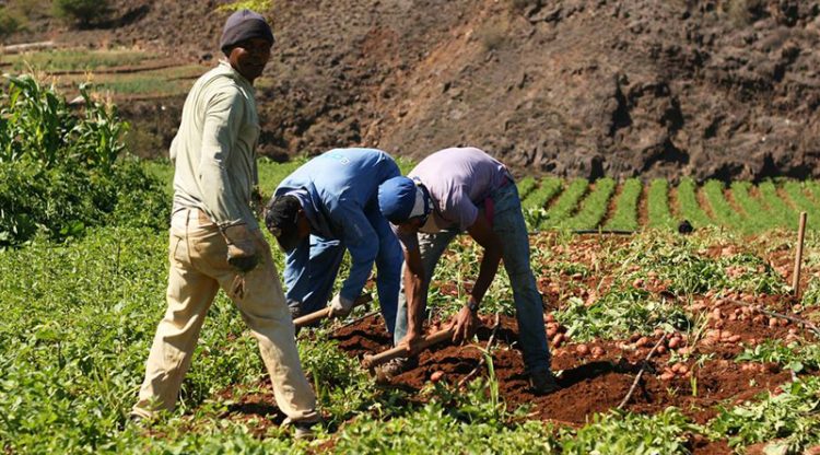 A nova colheita de África: desenvolvimento sustentável através da inovação e transformação