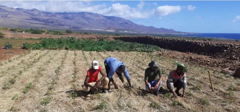 Porto Novo: Jovens Agricultores de Casa de Meio conseguem driblar forte vento e calor com implementação de técnicas agroecológicas